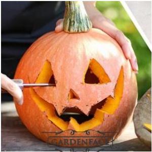 SOUTĚŽ o svíčku Goose Creek  26.10.-31.10.2019