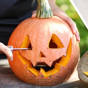 vonná svíčka GOOSE CREEK Carving Pumpkinds 680g 