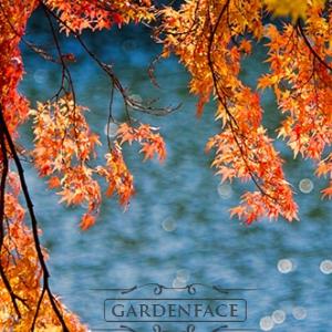 vonná svíčka GOOSE CREEK autumn  leaf & amber r680g 