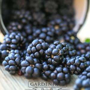 Blackberry Bourbon