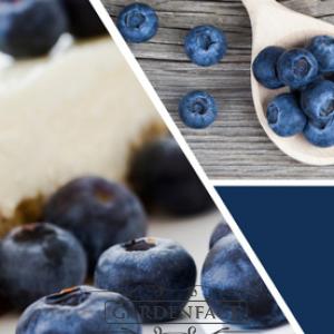  vonná svíčka GOOSE CREEK Blueberry Cheesecake 680g limitovaná edice 