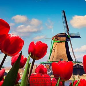  vonná svíčka GOOSE CREEK  Breezy Tulips 680g 