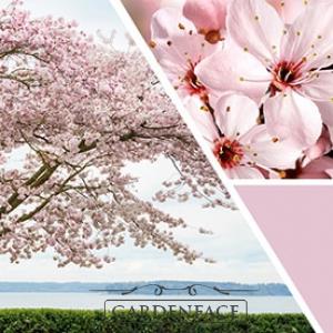 vonná svíčka GOOSE CREEK Cherry Blossom 680g