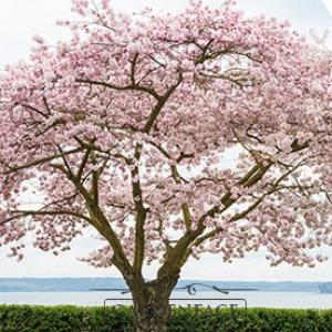  vonný vosk GOOSE CREEK Cherry Blossom 59g 