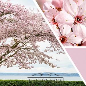 vonná svíčka GOOSE CREEK Cherry Blossom 680g limitovaná edice 