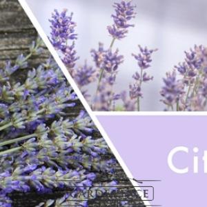  vonná svíčka GOOSE CREEK Citrus Lavender 680g 