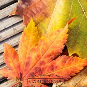 vonná svíčka GOOSE CREEK crunchy leaves 680g 