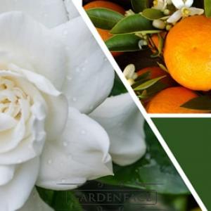 vonná svíčka GOOSE CREEK Gardenia Petals 680g 