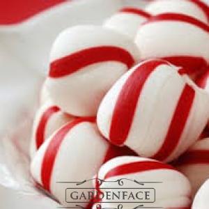  vonná svíčka GOOSE CREEK Peppermint Slices 680g 