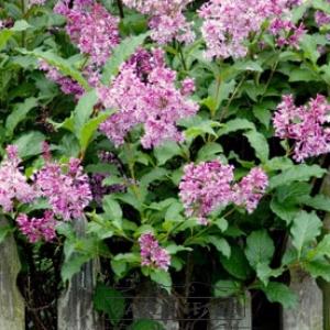  vonný vosk GOOSE CREEK Lilac Garden 59g 