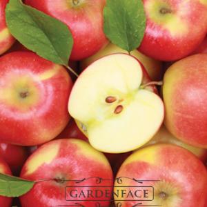 vonná svíčka GOOSE CREEK Macintosh Apple 680g limitovaná edice 