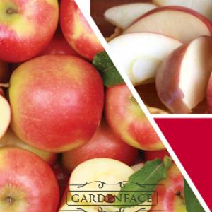  vonná svíčka GOOSE CREEK Macintosh Apple 680g 