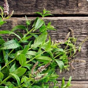  vonná svíčka GOOSE CREEK Minted Eucalyptus 450g 