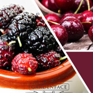 vonný vosk GOOSE CREEK Mulberry 59g 