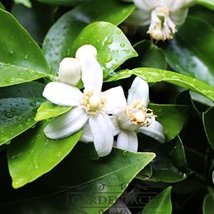 vonný vosk GOOSE CREEK Neroli 59g 