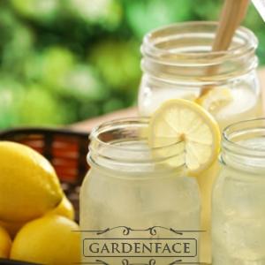 vonná svíčka GOOSE CREEK Old Time Lemonade 680g