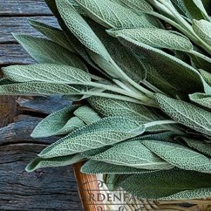 vonná svíčka GOOSE CREEK Sage Leaf & Citrus 680g 