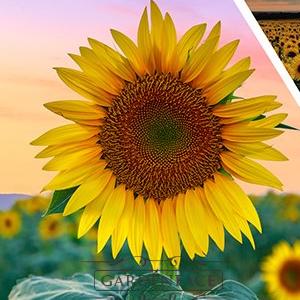  vonná svíčka GOOSE CREEK Sunflower Daydream 680g 