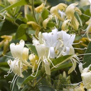 vonná svíčka GOOSE CREEK Sweet Honeysuckle 680g 