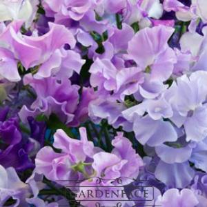  vonný vosk GOOSE CREEK Sweet Pea 59g 