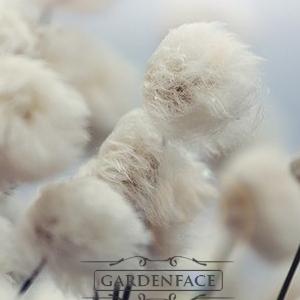  vonná svíčka GOOSE CREEK  Wind Blown Cotton 680g 