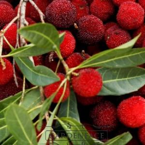  vonná svíčka GOOSE CREEK  winter bayberry 680g 