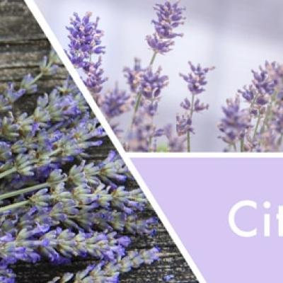  vonný vosk GOOSE CREEK Citrus Lavender 59g 