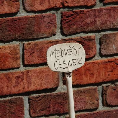 bylinkový zápich medvědi česnek
