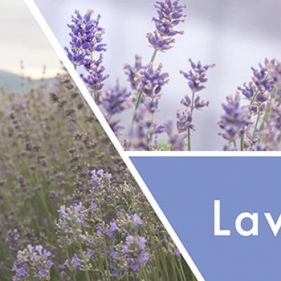  vonná svíčka GOOSE CREEK  Lavender Vanilla  680g 