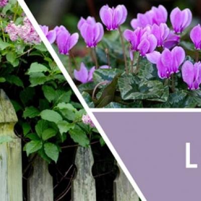  vonný vosk GOOSE CREEK Lilac Garden 59g 