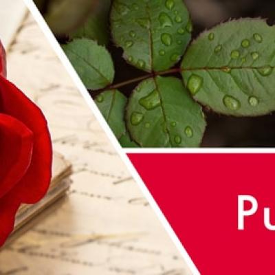  vonný vosk GOOSE CREEK Pure Red Rose 59g 