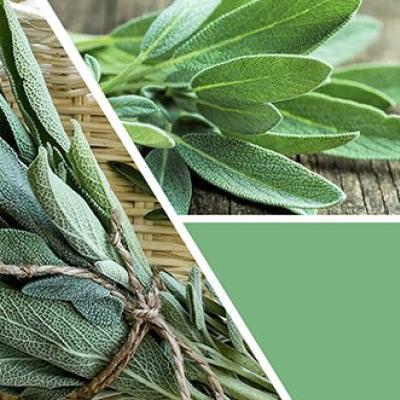 vonná svíčka GOOSE CREEK Sage Leaf & Citrus 680g 