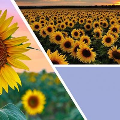  vonná svíčka GOOSE CREEK Sunflower Daydream 680g 