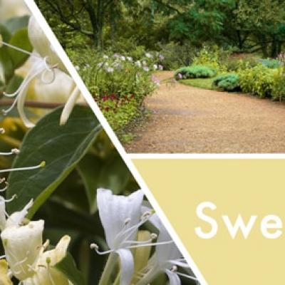 vonná svíčka GOOSE CREEK Sweet Honeysuckle 680g 