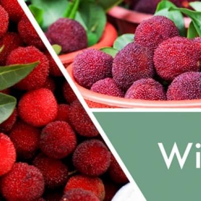  vonná svíčka GOOSE CREEK  winter bayberry 680g 